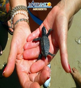Volontari di MareAmico in spiaggia a vigilare l'insolito fenomeno