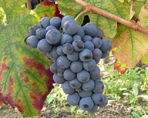 grappolo_uva